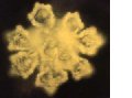 Cristal dorado de agua pura